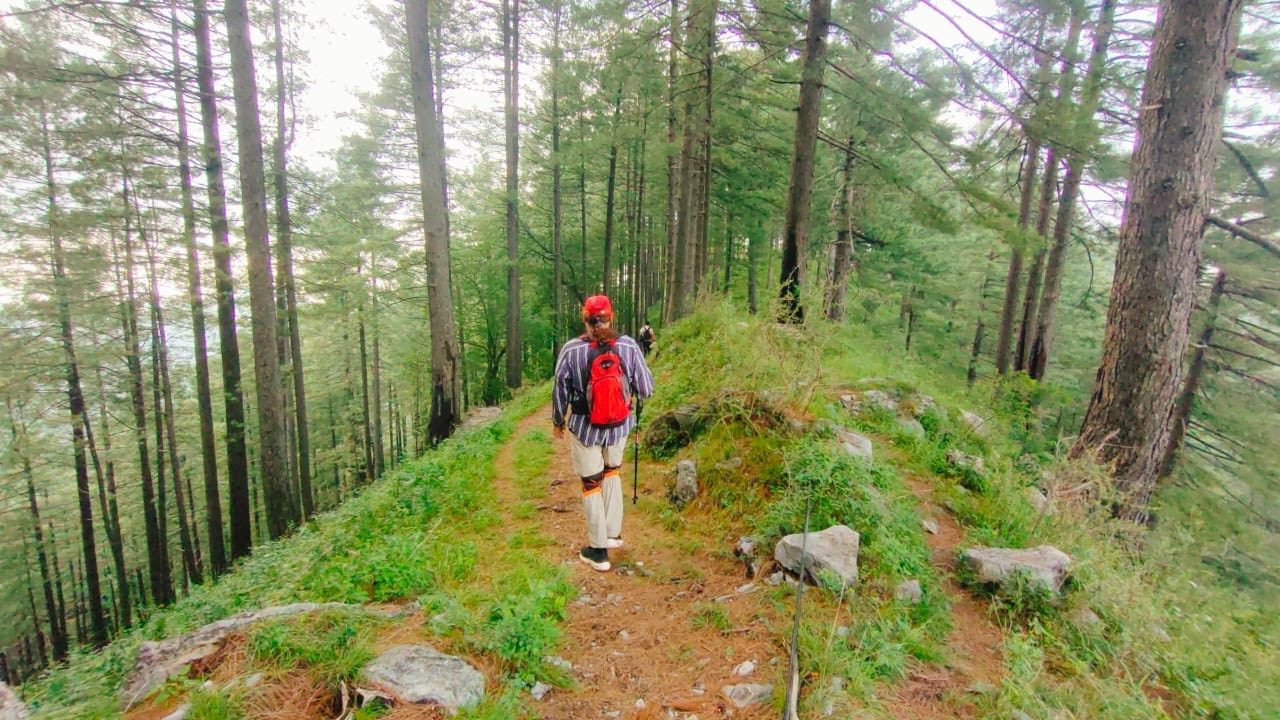 Hiker on a pine-ridge path