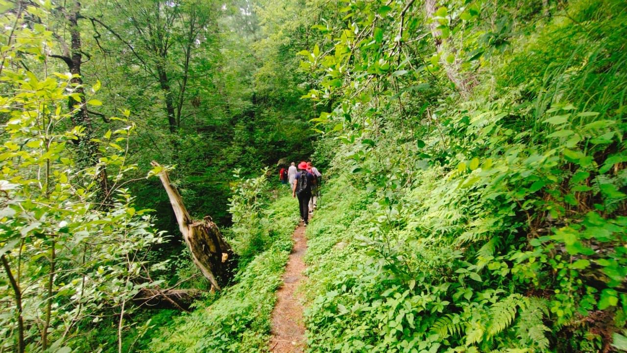 Group of hikers on a narrow path through dense forest